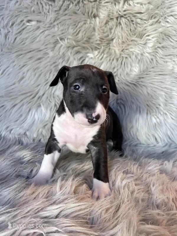 Molly – Miniature Bull Terrier puppy for sale in Clifton, KS