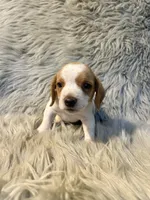 Aspen, a male Beagle for sale in Clifton, KS – 3 of 4