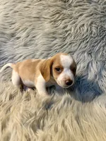 Aspen, a male Beagle for sale in Clifton, KS – 4 of 4