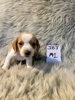 Aspen, a male Beagle for sale in Clifton, KS – 2 of 4