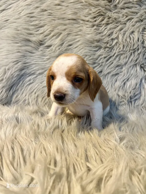 Aspen – Beagle puppy for sale in Clifton, KS