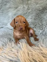 Rosie, a female Vizsla for sale in Clifton, KS – 3 of 4