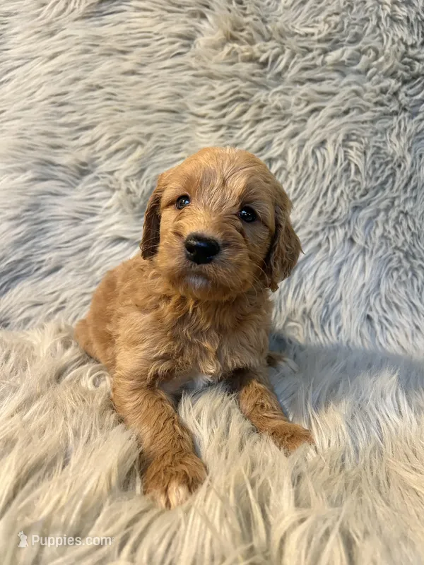 Misty – Goldendoodle puppy for sale in Clifton, KS