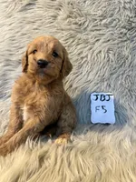 Misty, a female Goldendoodle for sale in Clifton, KS – Photo 4 of 4