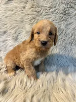 Misty, a female Goldendoodle for sale in Clifton, KS – Photo 2 of 4