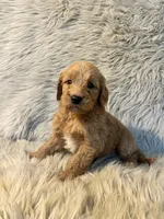 Misty, a female Goldendoodle for sale in Clifton, KS – Photo 3 of 4