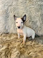 processed/05e192e5-dc6e-4fde-a9ec-d67a83267f13/listing/8715ec71-f9cc-481f-a4bf-9a74a78e8b06/52f126cf-933e-468f-b95e-be5fe8e6dfb6