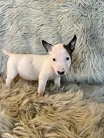 processed/05e192e5-dc6e-4fde-a9ec-d67a83267f13/listing/8715ec71-f9cc-481f-a4bf-9a74a78e8b06/86563fb0-baf5-432e-8ba9-6522bd5358e3