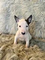 processed/05e192e5-dc6e-4fde-a9ec-d67a83267f13/listing/8715ec71-f9cc-481f-a4bf-9a74a78e8b06/bf524118-0cf4-469c-ba55-3362ac7c40bb