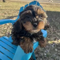 Ace, a male Shihpoo for sale in Clifton, KS – Photo 1 of 4