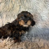 Ace, a male Shihpoo for sale in Clifton, KS – Photo 3 of 4