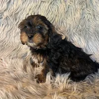 Ace, a male Shihpoo for sale in Clifton, KS – Photo 4 of 4