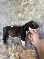Molly, a female Miniature Bull Terrier for sale in Clifton, KS – 2 of 4