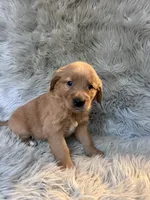 Sally, a female Golden Retriever for sale in Clifton, KS – 3 of 4