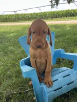 Ace, a male Vizsla for sale in Clifton, KS – 3 of 4