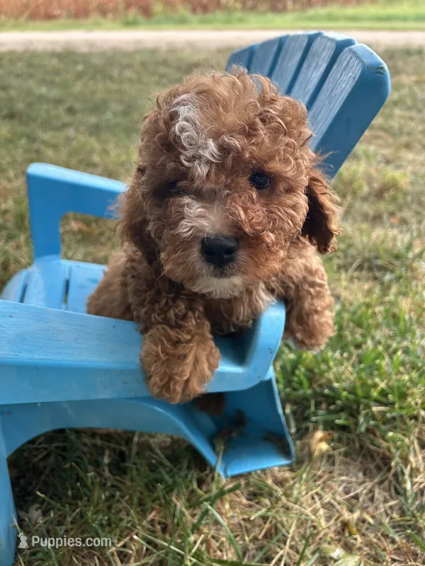 Brody – Cavapoo puppy for sale in Clifton, KS