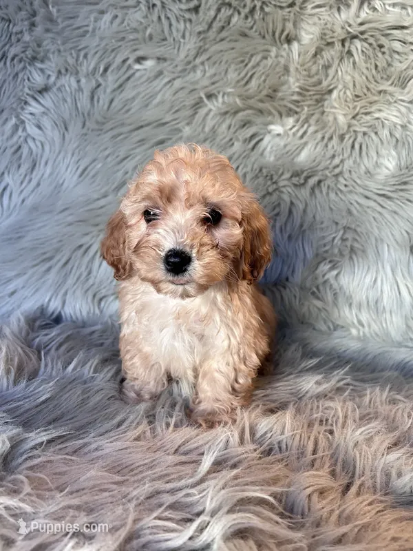 Tammy – Cockapoo puppy for sale in Clifton, KS