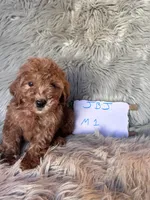 Ace, a male Cockapoo for sale in Clifton, KS – 4 of 4