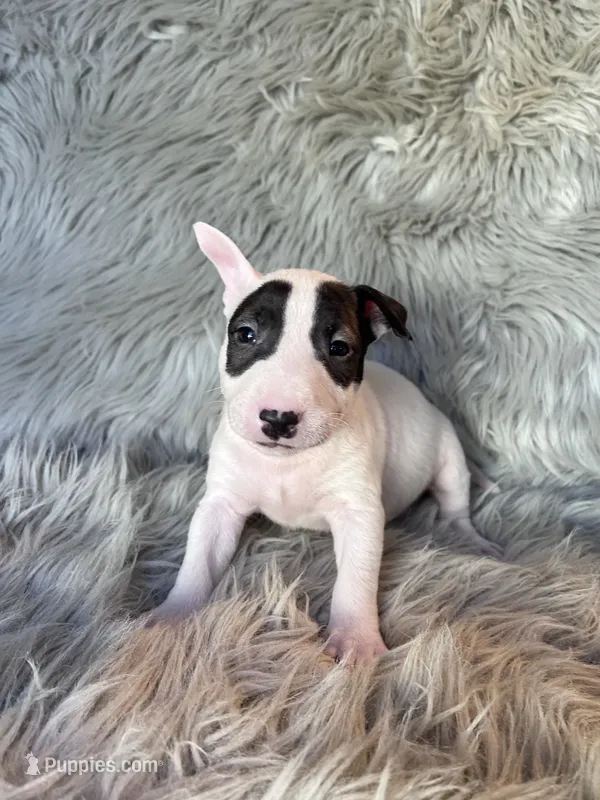 Bella – Miniature Bull Terrier puppy for sale in Clifton, KS