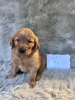 Tank, a male Golden Retriever for sale in Clifton, KS – 2 of 4
