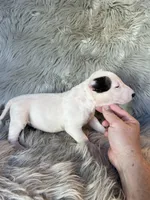 Suzie, a female Miniature Bull Terrier for sale in Clifton, KS – 2 of 4