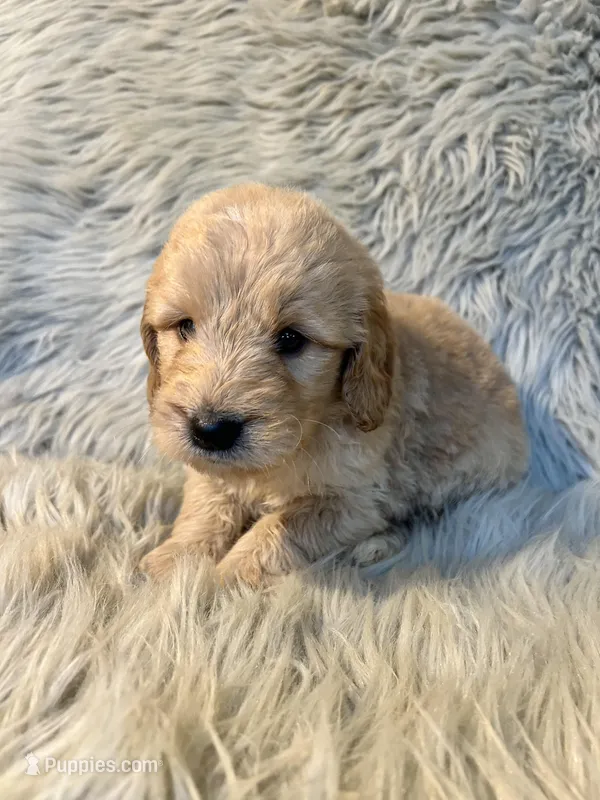 Bella  – Goldendoodle puppy for sale in Clifton, KS