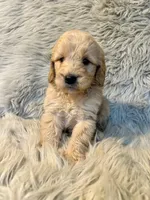 Bella , a female Goldendoodle for sale in Clifton, KS – Photo 4 of 4
