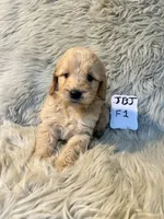 Bella , a female Goldendoodle for sale in Clifton, KS – Photo 3 of 4