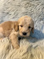 Bella , a female Goldendoodle for sale in Clifton, KS – Photo 2 of 4