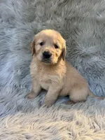 Buddy, a male Golden Retriever for sale in Clifton, KS – 2 of 4