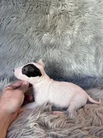 Bella, a female Miniature Bull Terrier for sale in Clifton, KS – 4 of 4