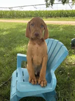 Ace, a male Vizsla for sale in Clifton, KS – 4 of 4