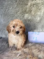 Tammy, a female Cockapoo for sale in Clifton, KS – 2 of 4