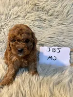 Brody, a male Cavapoo for sale in Clifton, KS – Photo 2 of 4