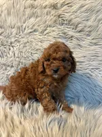 Brody, a male Cavapoo for sale in Clifton, KS – Photo 4 of 4