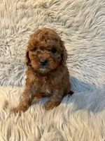 Brody, a male Cavapoo for sale in Clifton, KS – Photo 1 of 4