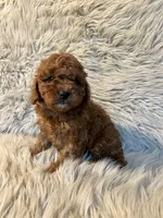 Brody, a male Cavapoo for sale in Clifton, KS – Photo 3 of 4