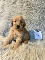 Lucy, a female Goldendoodle for sale in Clifton, KS – Photo 2 of 4