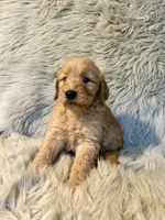 Lucy, a female Goldendoodle for sale in Clifton, KS – Photo 4 of 4