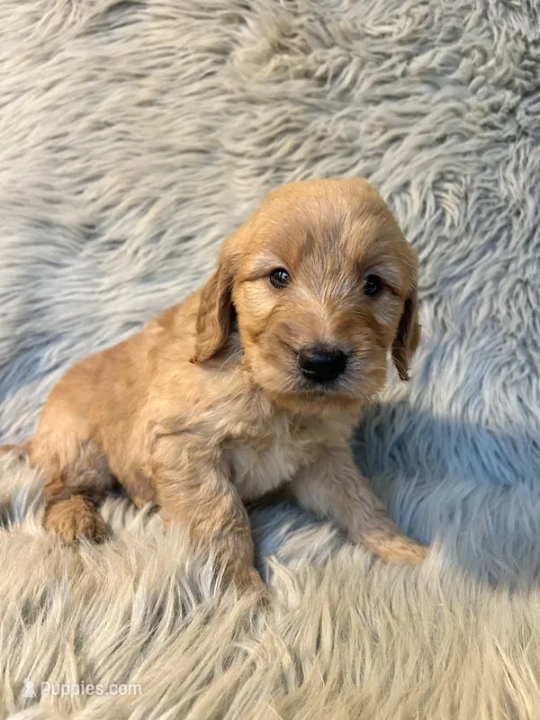 Lucy – Goldendoodle puppy for sale in Clifton, KS
