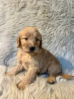 Lucy, a female Goldendoodle for sale in Clifton, KS – Photo 3 of 4