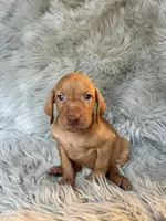Ace, a male Vizsla for sale in Clifton, KS – 2 of 4