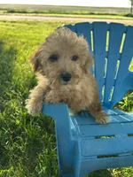 Winnie, a female Cockapoo for sale in Clifton, KS – 2 of 4