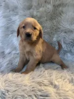 Sally, a female Golden Retriever for sale in Clifton, KS – 1 of 4