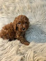 Dash, a male Cockapoo for sale in Clifton, KS – Photo 4 of 4