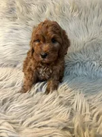 Dash, a male Cockapoo for sale in Clifton, KS – Photo 1 of 4