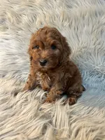 Dash, a male Cockapoo for sale in Clifton, KS – Photo 3 of 4