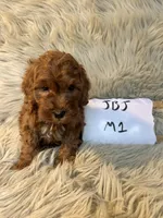 Dash, a male Cockapoo for sale in Clifton, KS – Photo 2 of 4