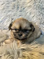 Toby, a male Shih Tzu for sale in Clifton, KS – Photo 1 of 4