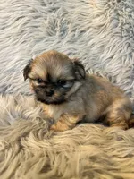 Toby, a male Shih Tzu for sale in Clifton, KS – Photo 2 of 4